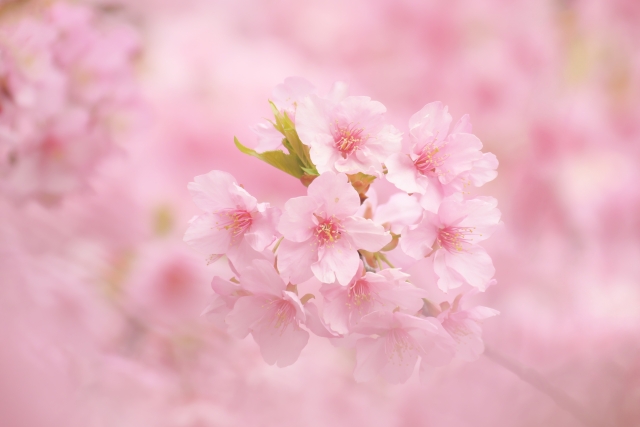 乾燥して荒れた手足に。