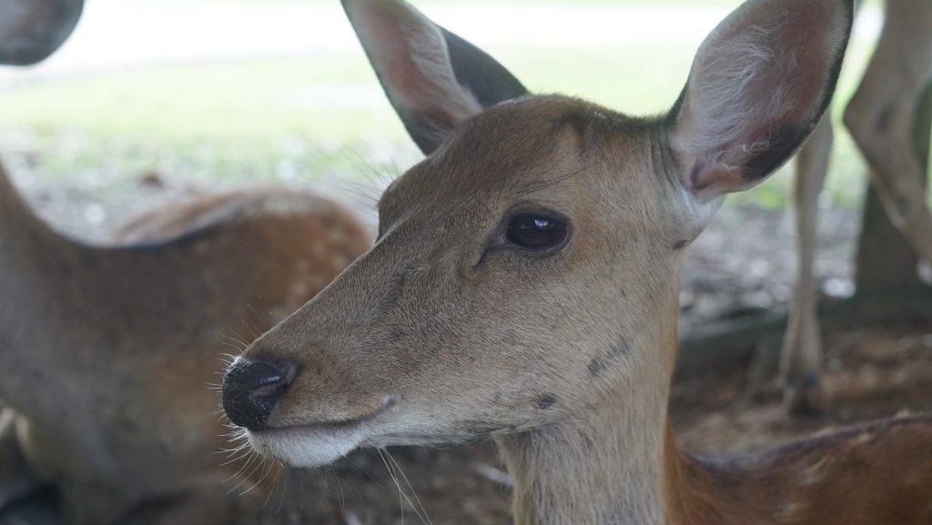 奈良公園の鹿