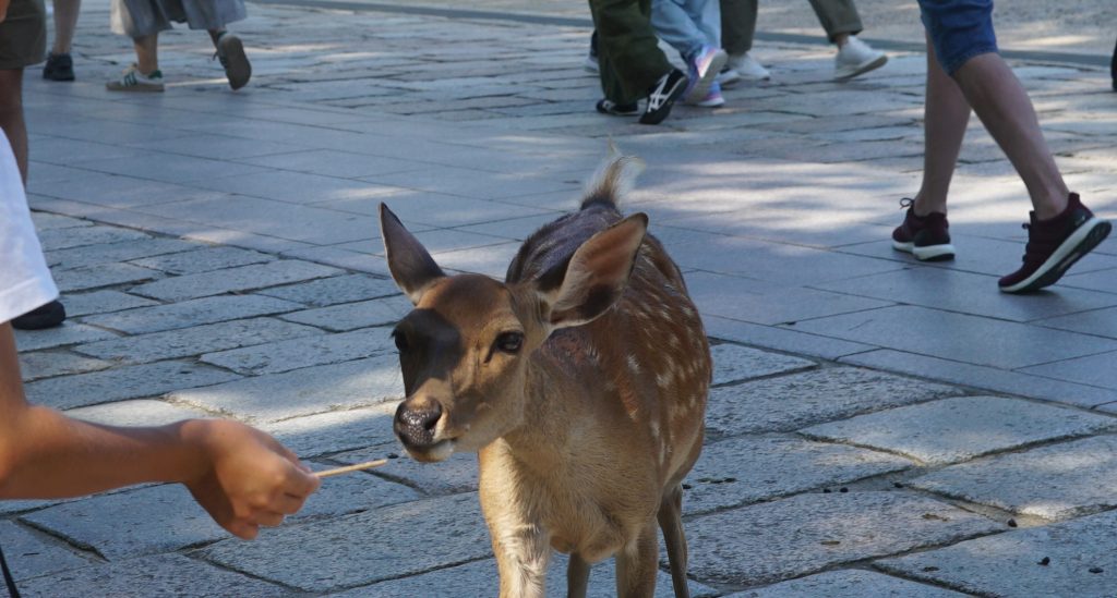 奈良公園の鹿に鹿せんべい