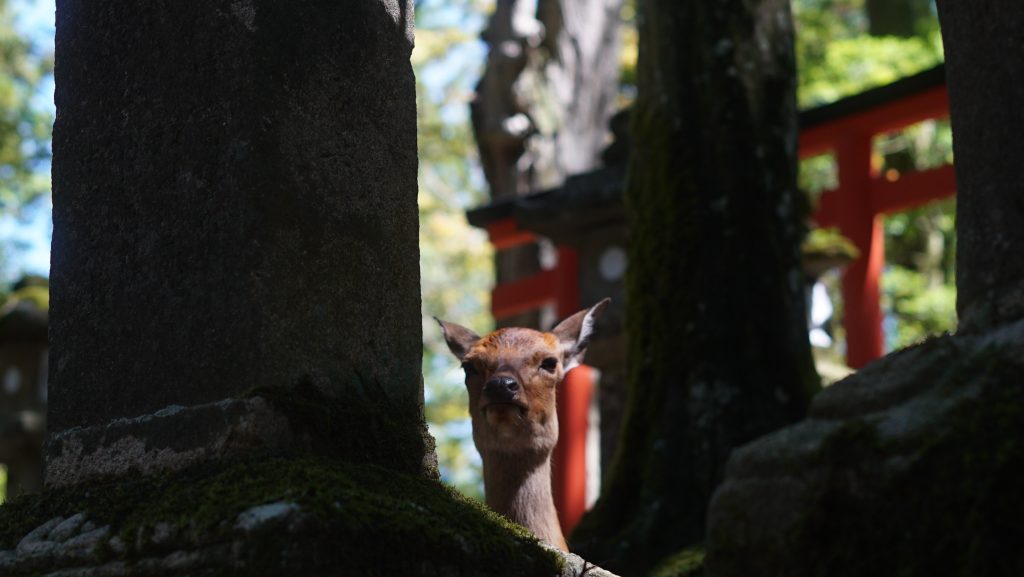 春日大社参道の鹿