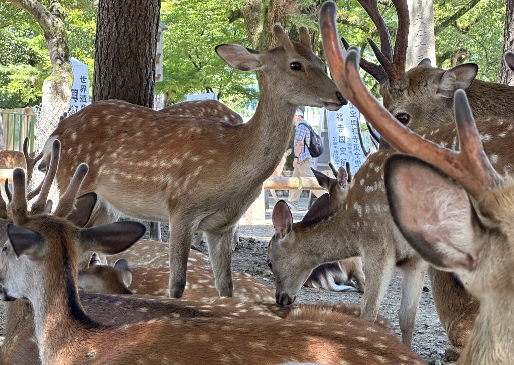 奈良公園の鹿
