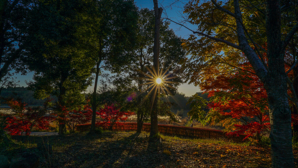 千葉県佐倉市宝金剛寺の美しい庭園と紅葉