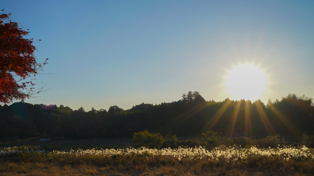 千葉県佐倉市宝金剛寺の周りに広がるススキ畑