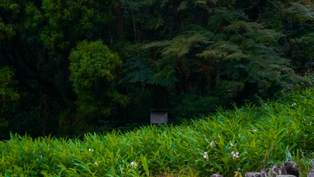 鹿児島県霧島市の念佛寺跡の森に浮かぶ案内