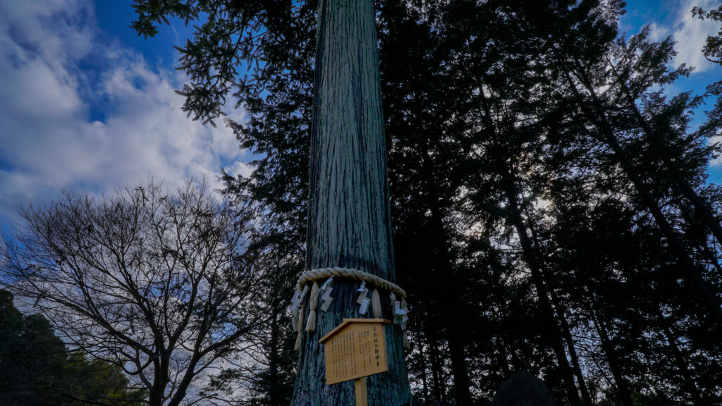 千葉県市原市の無量寿寺の御神木